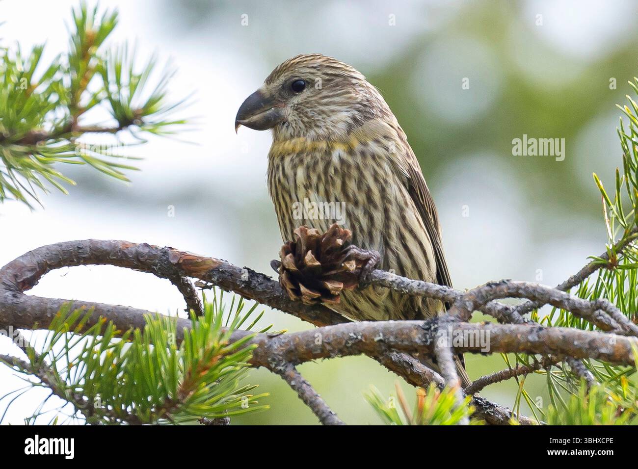 Papageienkreuzschnabel (Loxia pytyopsittacus), Jungfischfütterung auf einem Kegel, Schweden Stockfoto