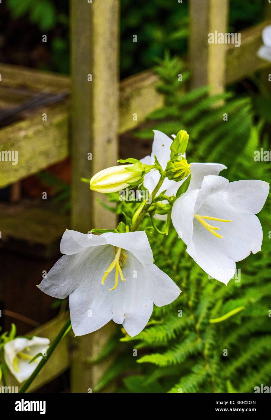 Campanula persicifolia Weiße Blume Stockfoto