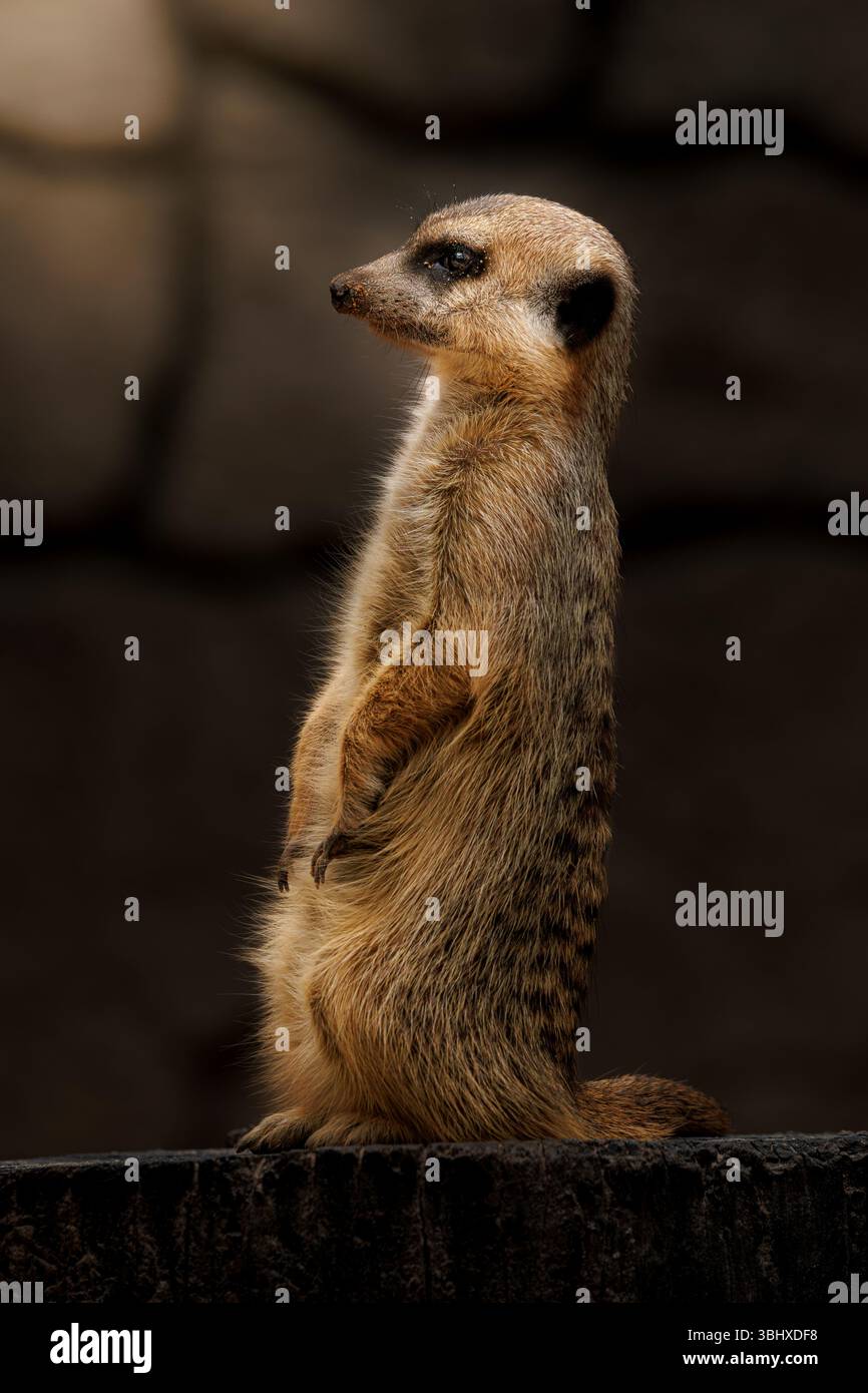 Erdmännchen (Suricata suricatta), ein kleines soziales Mungo aus dem südlichen Afrika, das in typischem Wachverhalten auf Hinterbeinen steht. Stockfoto