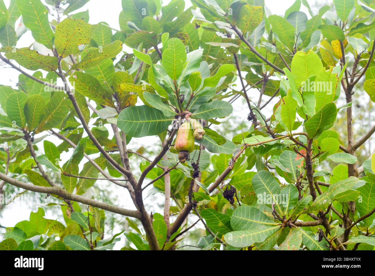 Cashewnussbaum (Anacardium occidentale) mit schweren Früchten Stockfoto