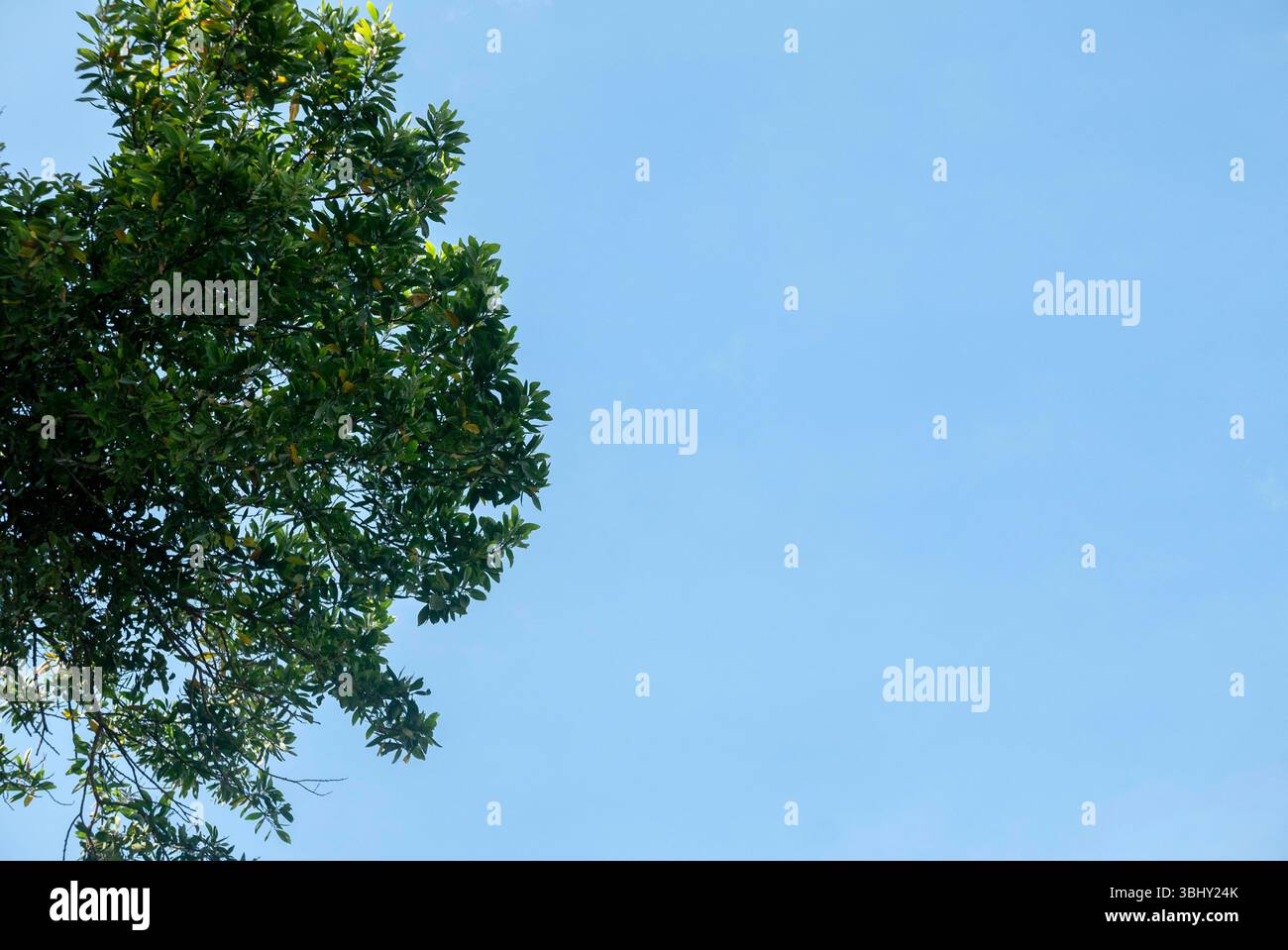 Leuchtender grüner Baum vor klarem blauem Himmel Stockfoto