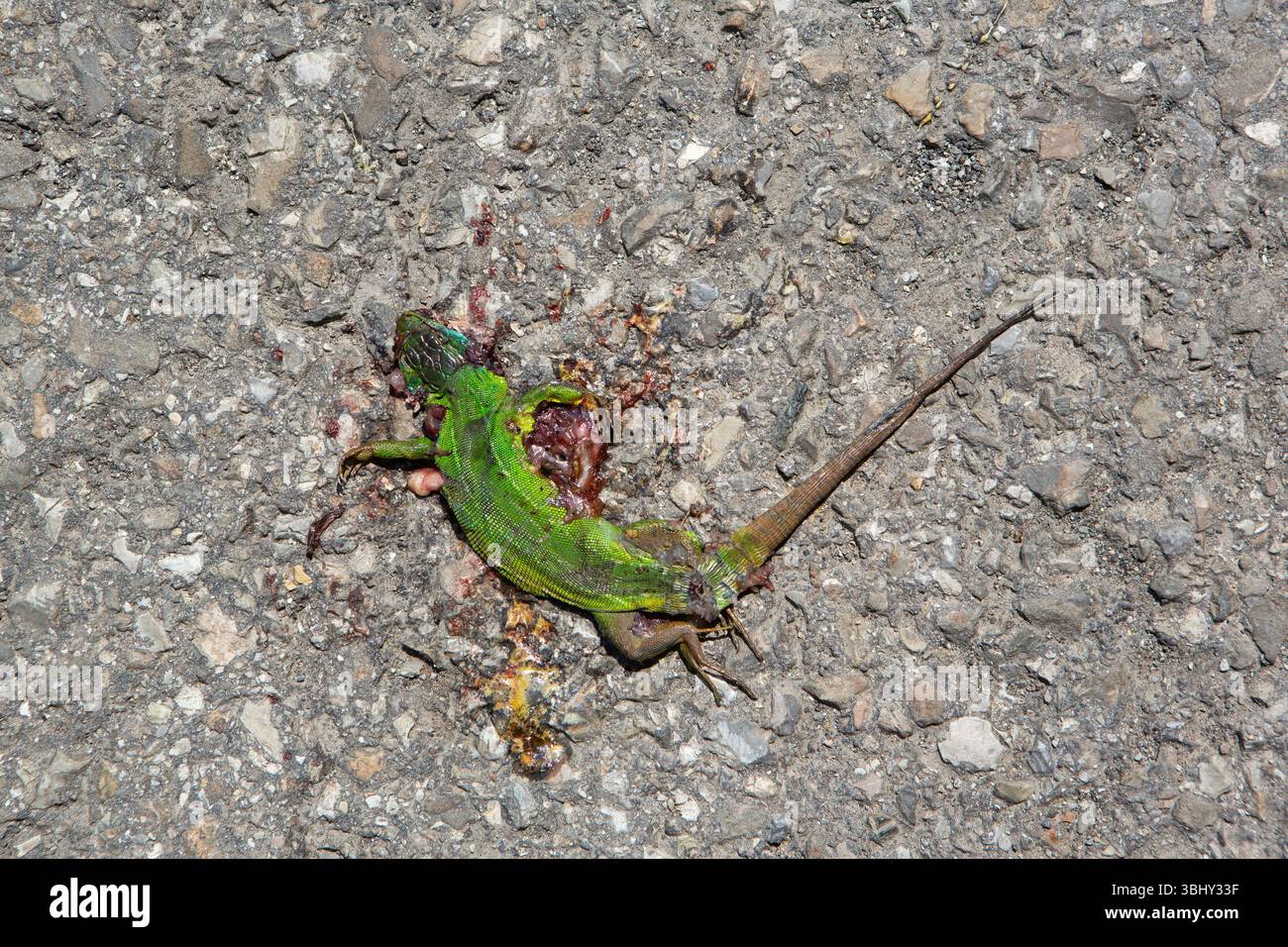 Schockierende Nahaufnahme einer grünen Eidechse, die auf der Straße zerquetscht wurde, ein wahrer Einblick in wilde Reptilien Stockfoto