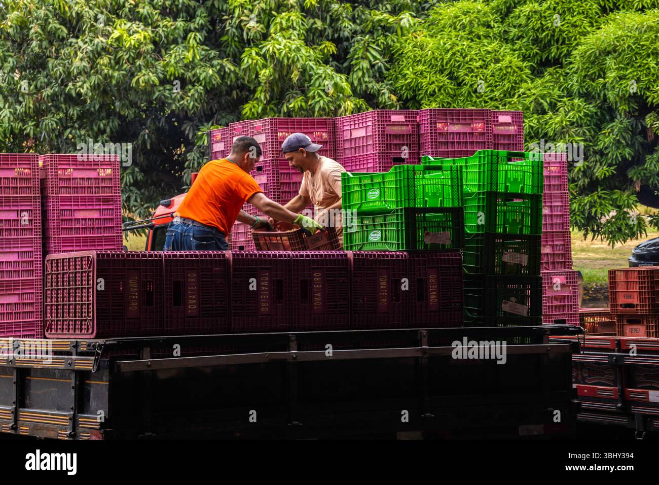 Marilia, Sao Paulo, Brasilien, 24. April 2025. Ein Arbeiter entlädt Plastikkisten voller Tomaten aus einem LKW in einem Obst- und Gemüselager im Cit Stockfoto