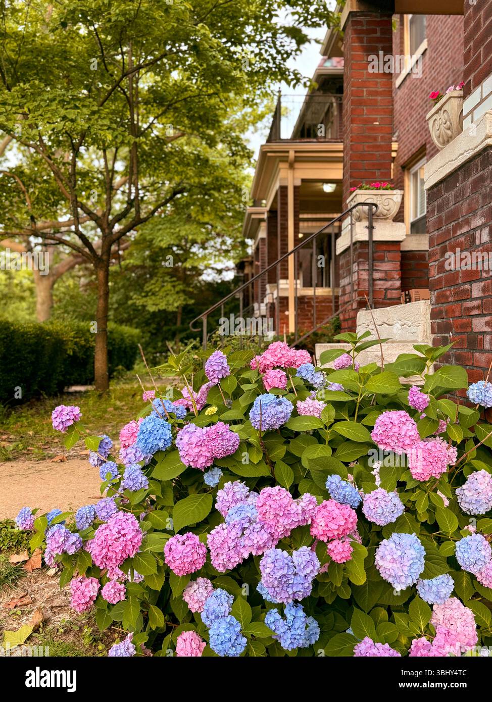 Bunte blaue und rosafarbene Blumen im Tower Grove Viertel, St. Louis, Missouri, USA - Smartphone-aufgenommenes Stockfoto