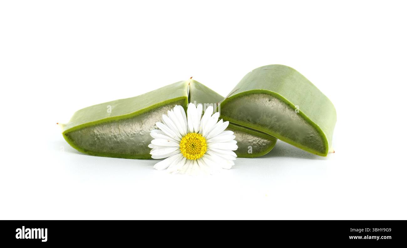 Hochwertiges Bild von Aloe Vera-Schnitten, begleitet von einer Gänseblümchenblüte, zeigt natürliche Schönheit und die sanften, organischen Inhaltsstoffe der Hautpflege. Stockfoto