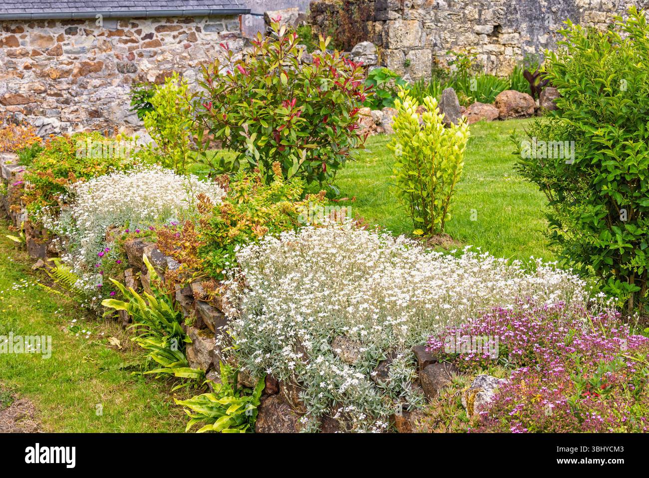 Wunderschöner Ziergarten mit Blumen an einer Steinmauer Stockfoto