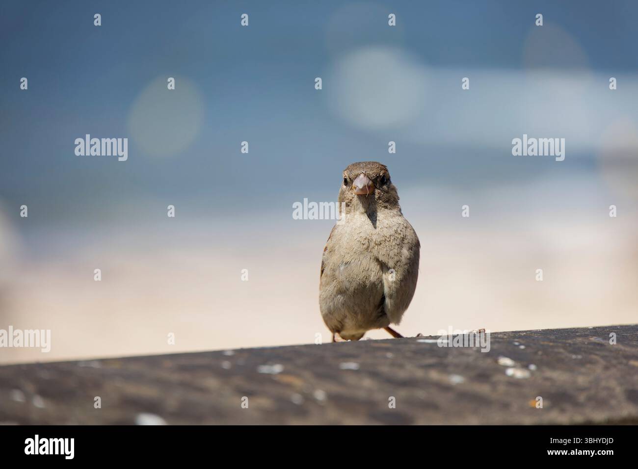 Cabourg, Frankreich. 14. Juni 2024. Ein Spatel am 14. Juni 2024 in Cabourg, Frankreich. Quelle: Gerard Crossay/Alamy Stock Photo Stockfoto