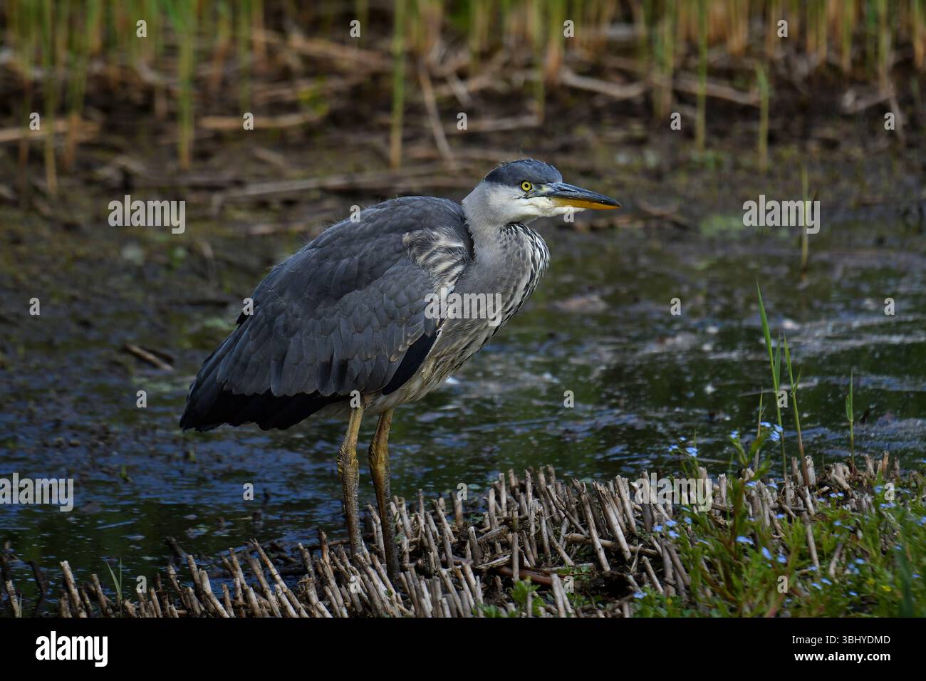Graureiher, die Fische fangen Graureiher (Ardea cinerea) sind geschickte Raubtiere, die besonders gut im Fang von Fischen sind. Sie ernähren sich hauptsächlich von Fisch, Stockfoto