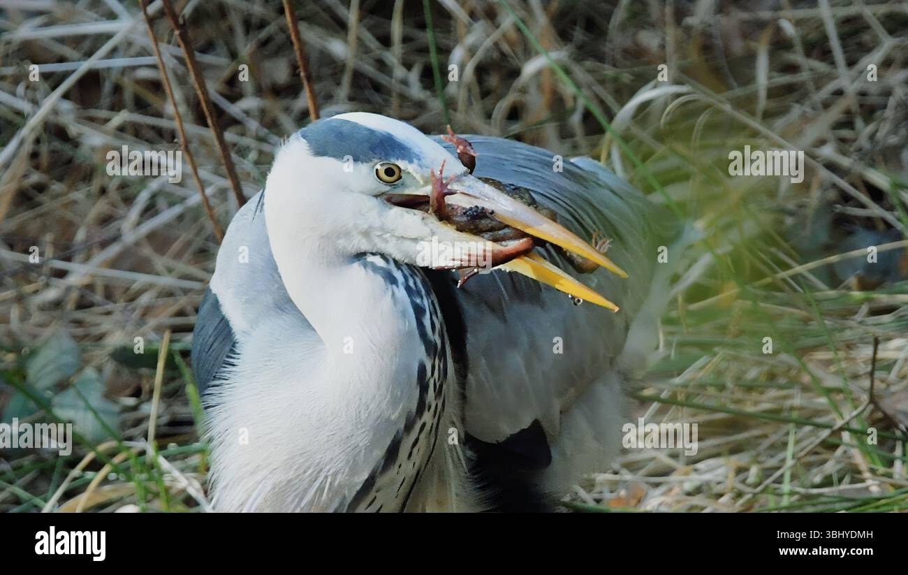 Graureiher, die Fische fangen Graureiher (Ardea cinerea) sind geschickte Raubtiere, die besonders gut im Fang von Fischen sind. Sie ernähren sich hauptsächlich von Fisch, Stockfoto
