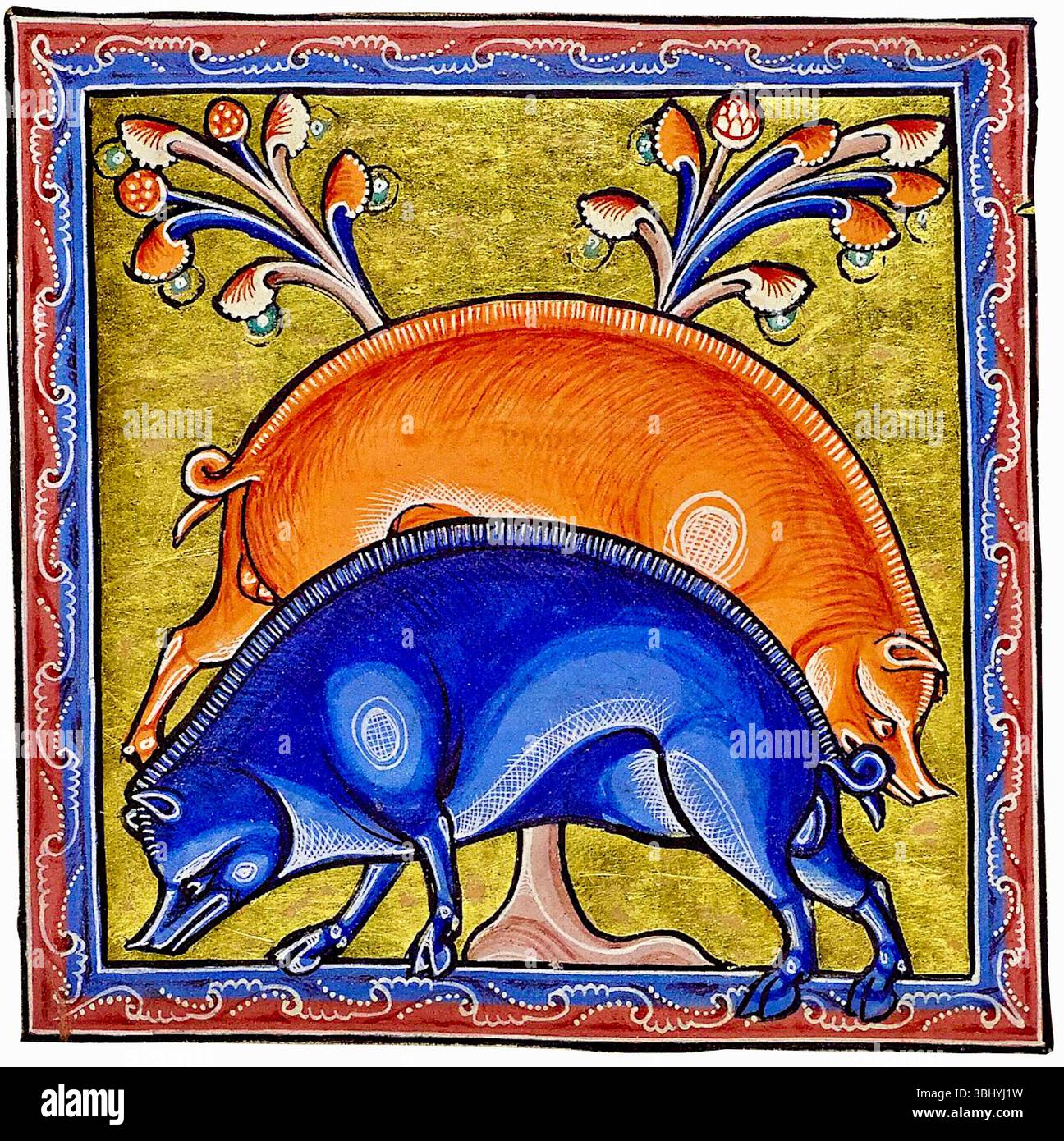 Aberdeen Bestiary - Zwei Eber - 1542 Stockfoto
