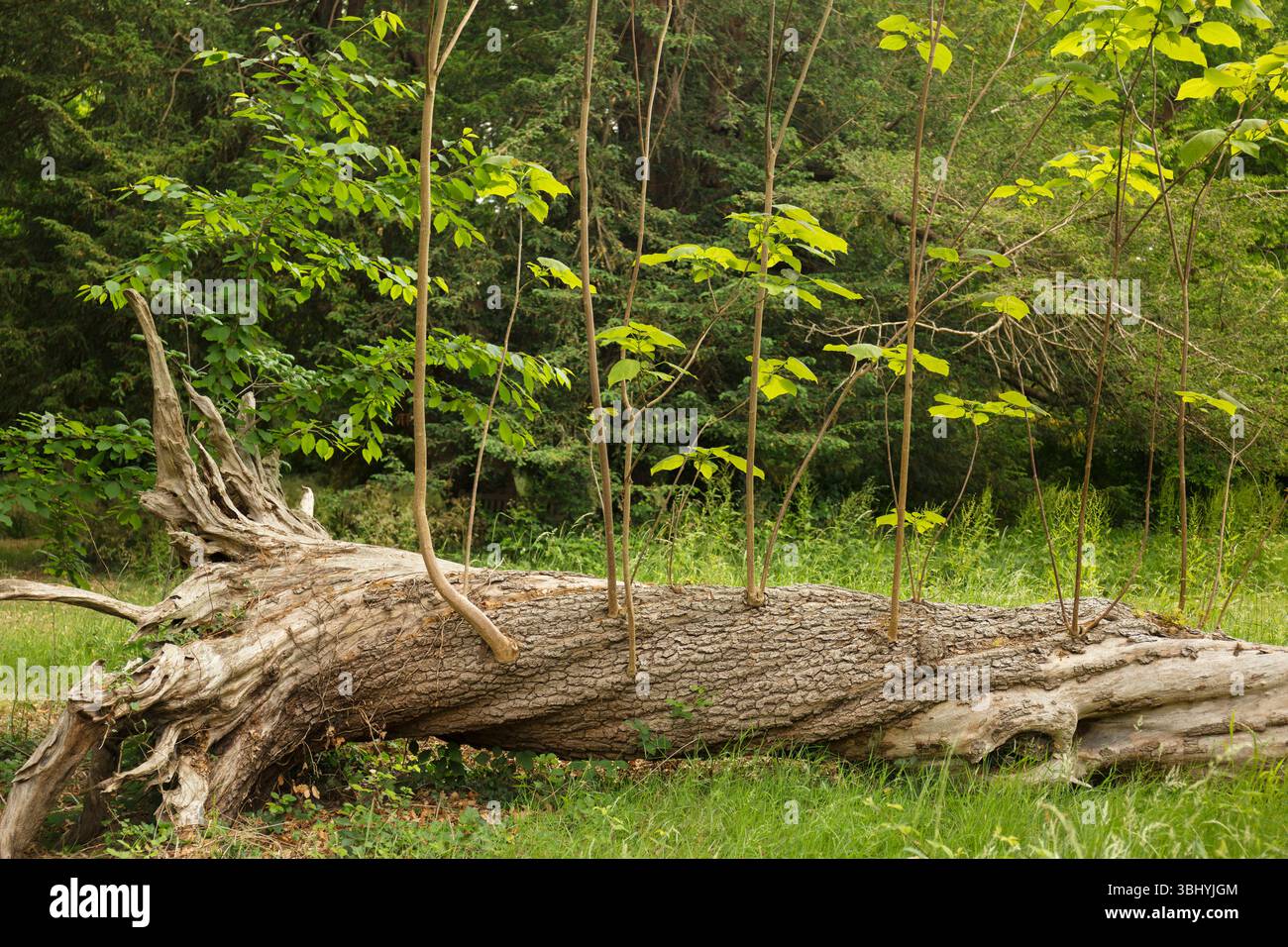 Umgefallener Baum mit Stummel, der nachwächst. Stockfoto