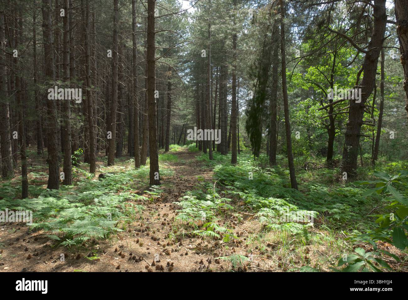 Verlassener Pfad in einem Kiefernwald des Ätna-Parks, Sizilien, Italien Stockfoto