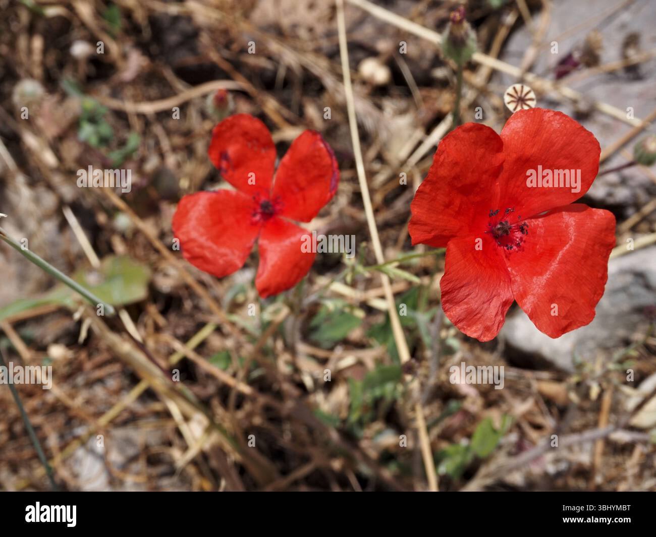 Zwei blühende Mohnblumen wachsen unter weicher Sonne auf felsigem Feld. Stockfoto