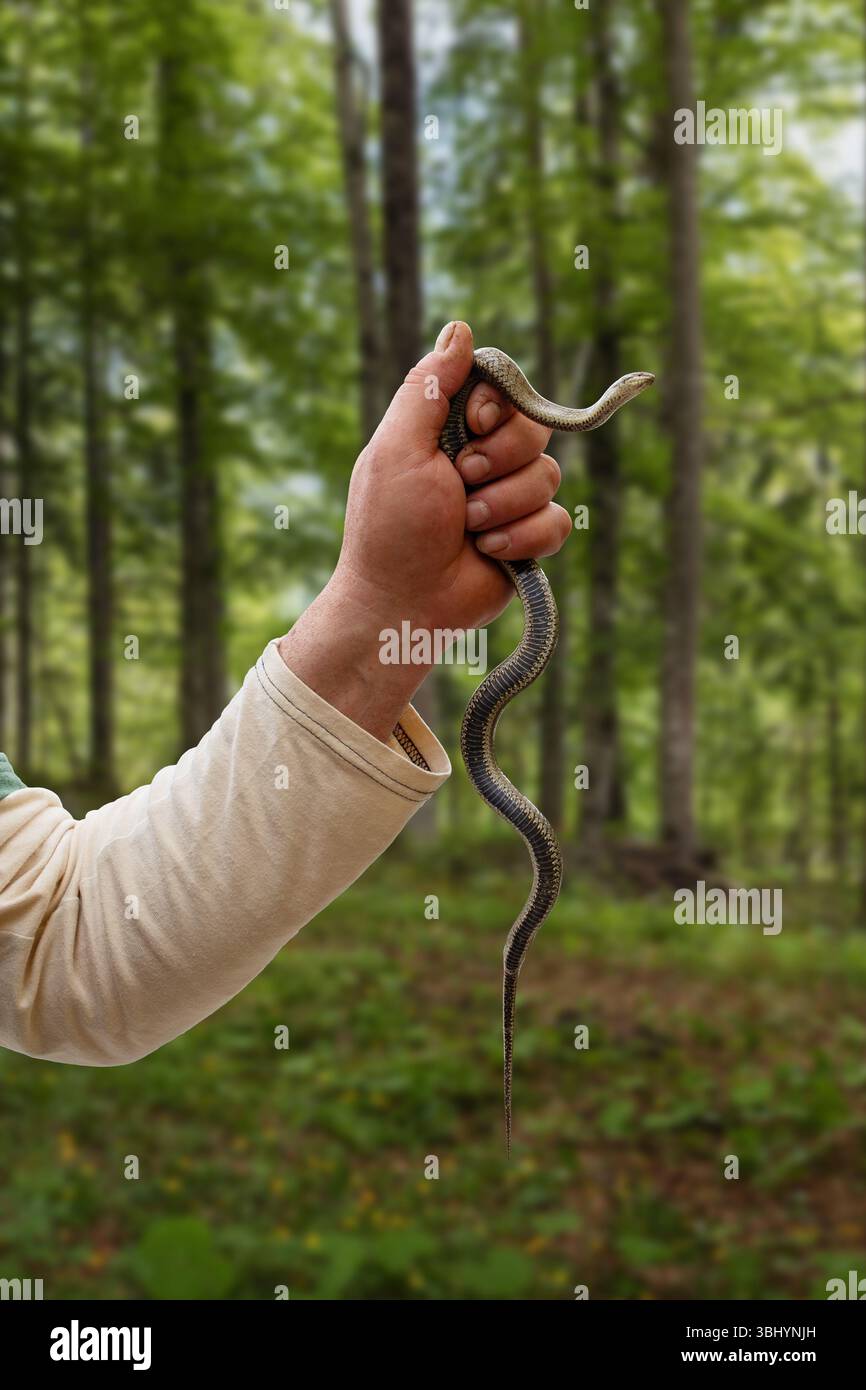 Hand hält eine Grasschlange auf neutralem Hintergrund. Natrix natrix im Holz. Stockfoto