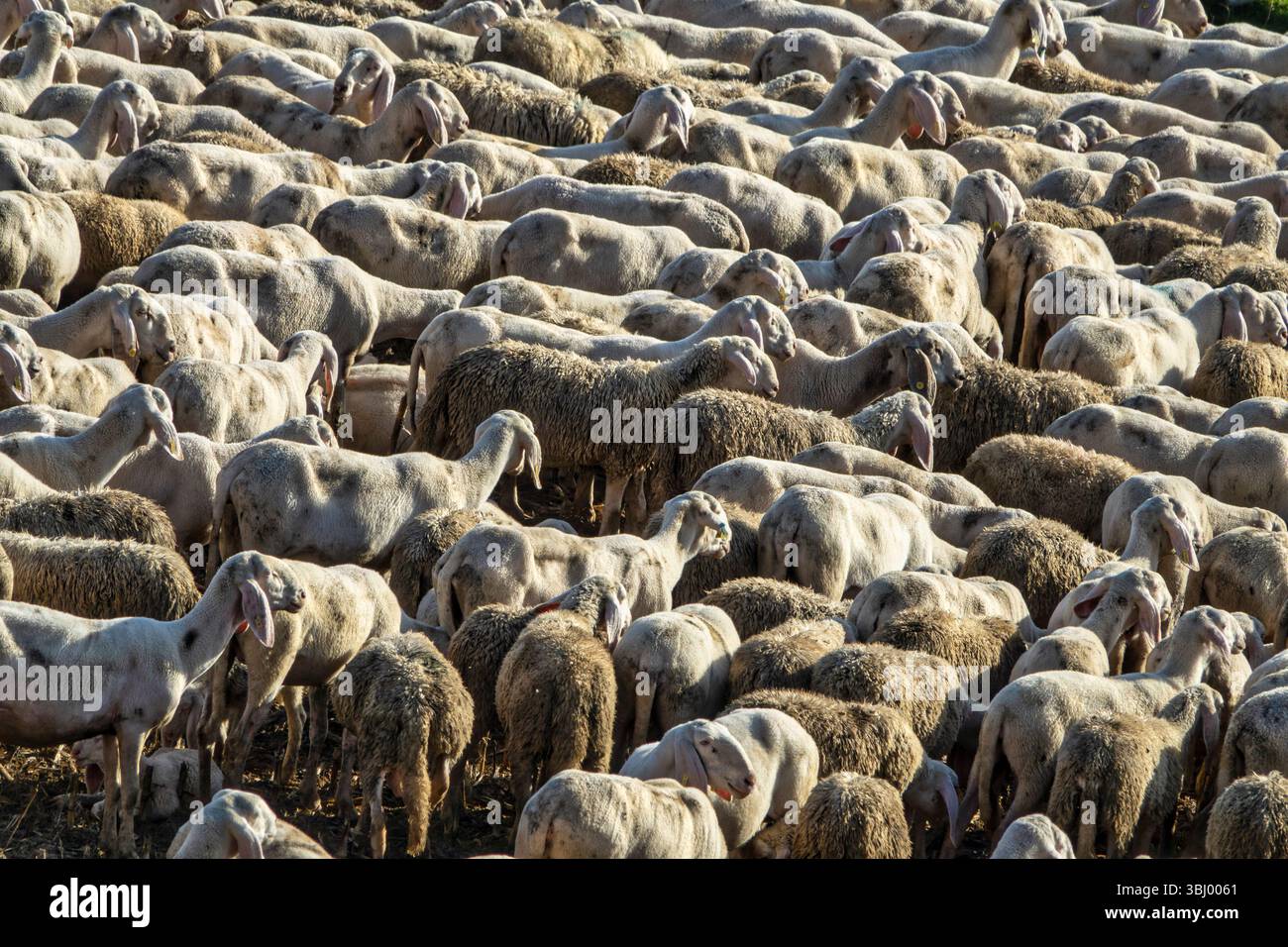 Eine dichte Schaf-Schar, die in einer ländlichen Umgebung eng zusammengepackt ist, gefangen in warmem natürlichem Licht. Die Tiere zeigen eine Mischung aus weißer und brauner Wolle Stockfoto