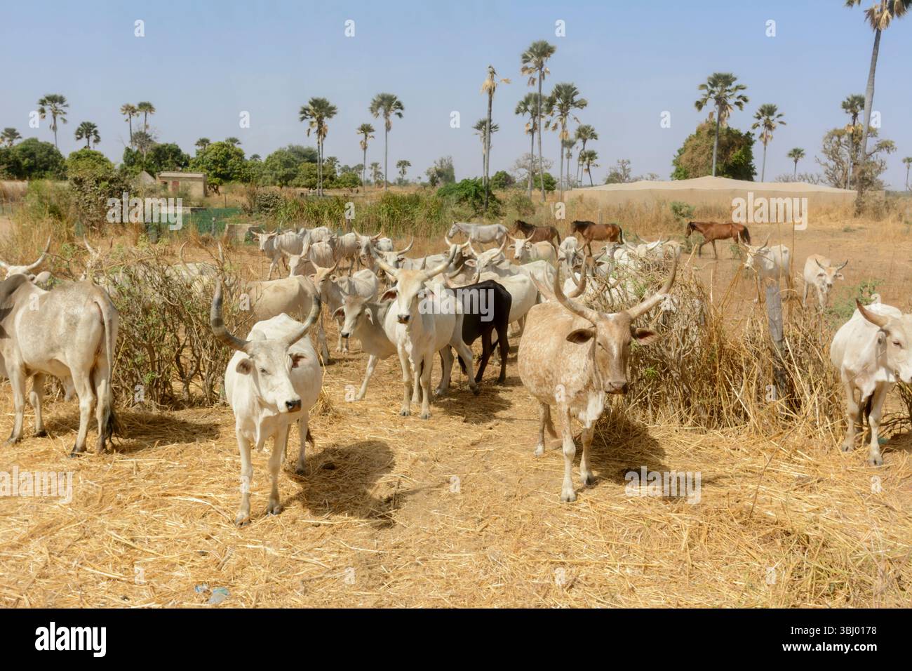 Herden von Weißrindern durchstreifen die Savanne auf der Suche nach Weidefutter, Mbour, Thies Region, Senegal, Westafrika Stockfoto