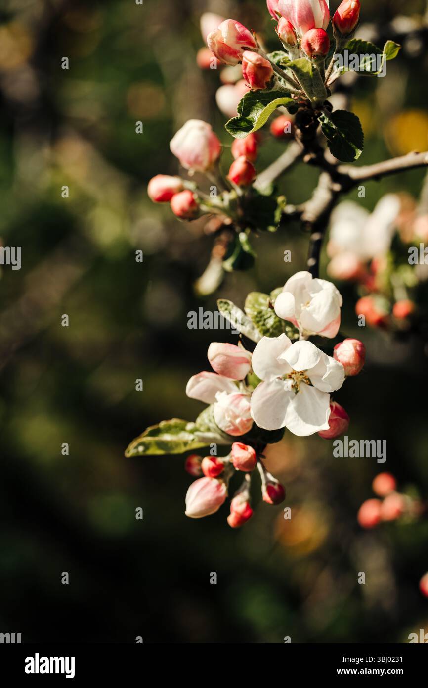 Nahaufnahme einer Apfelblüte mit rosafarbenen Knospen vor einem weichen, grünen Hintergrund bei warmem Sonnenlicht. Das Bild fängt die zarte Schönheit und die lebendige Atmosphäre ein Stockfoto