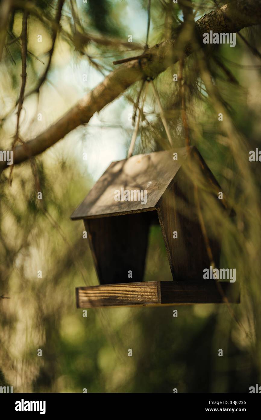 Ein rustikales Vogelfutter aus Holz hängt anmutig an einem Zweig einer üppigen Kiefer und fügt sich nahtlos in die natürliche Umgebung ein. Ideal zum Anziehen Stockfoto