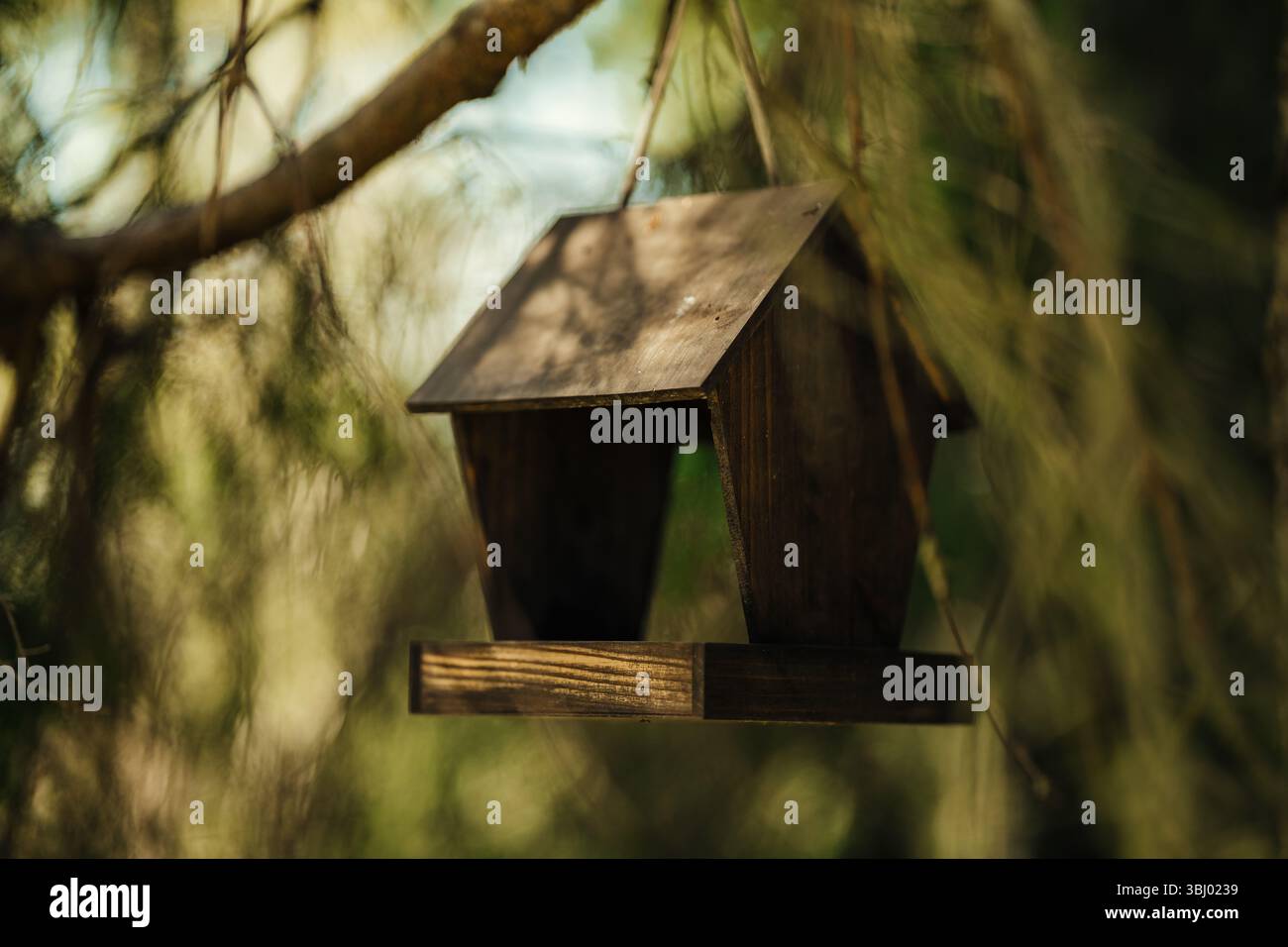 Ein rustikales Vogelfutter aus Holz hängt anmutig an einem Zweig einer Kiefer und fügt sich nahtlos in die natürliche Umgebung ein, perfekt um Lo anzulocken Stockfoto