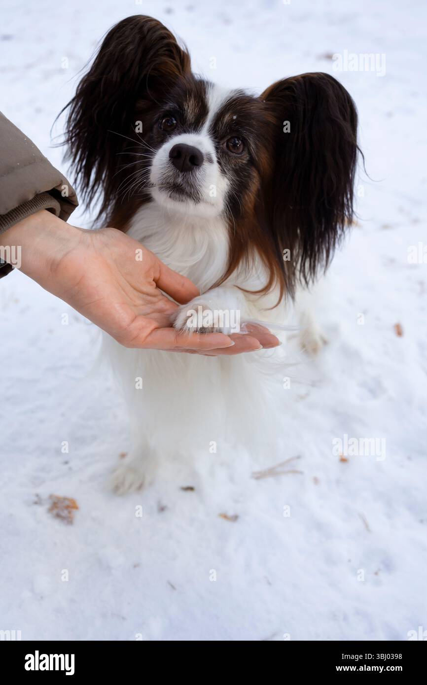Ein reinrassiger Papillon-Hund legt an einem schneebedeckten Tag seine Pfote sanft in die Hand seines Besitzers. Die Interaktion zeigt eine starke Bindung und ein starkes Vertrauen zwischen dem Stockfoto