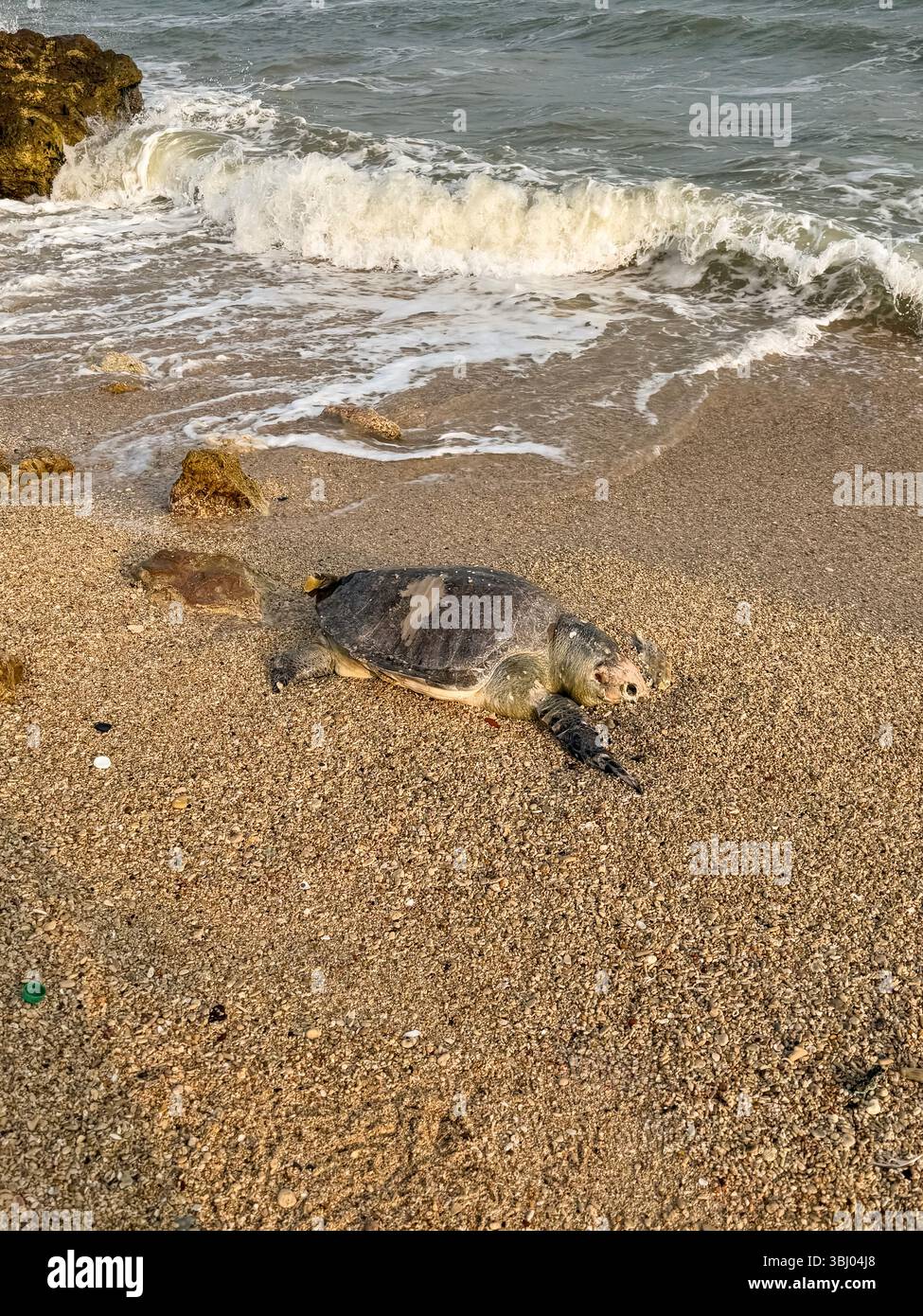 Tote Meeresschildkröte, die am Sandstrand an Land gespült wurde - Smartphone-aufgenommenes Stockfoto