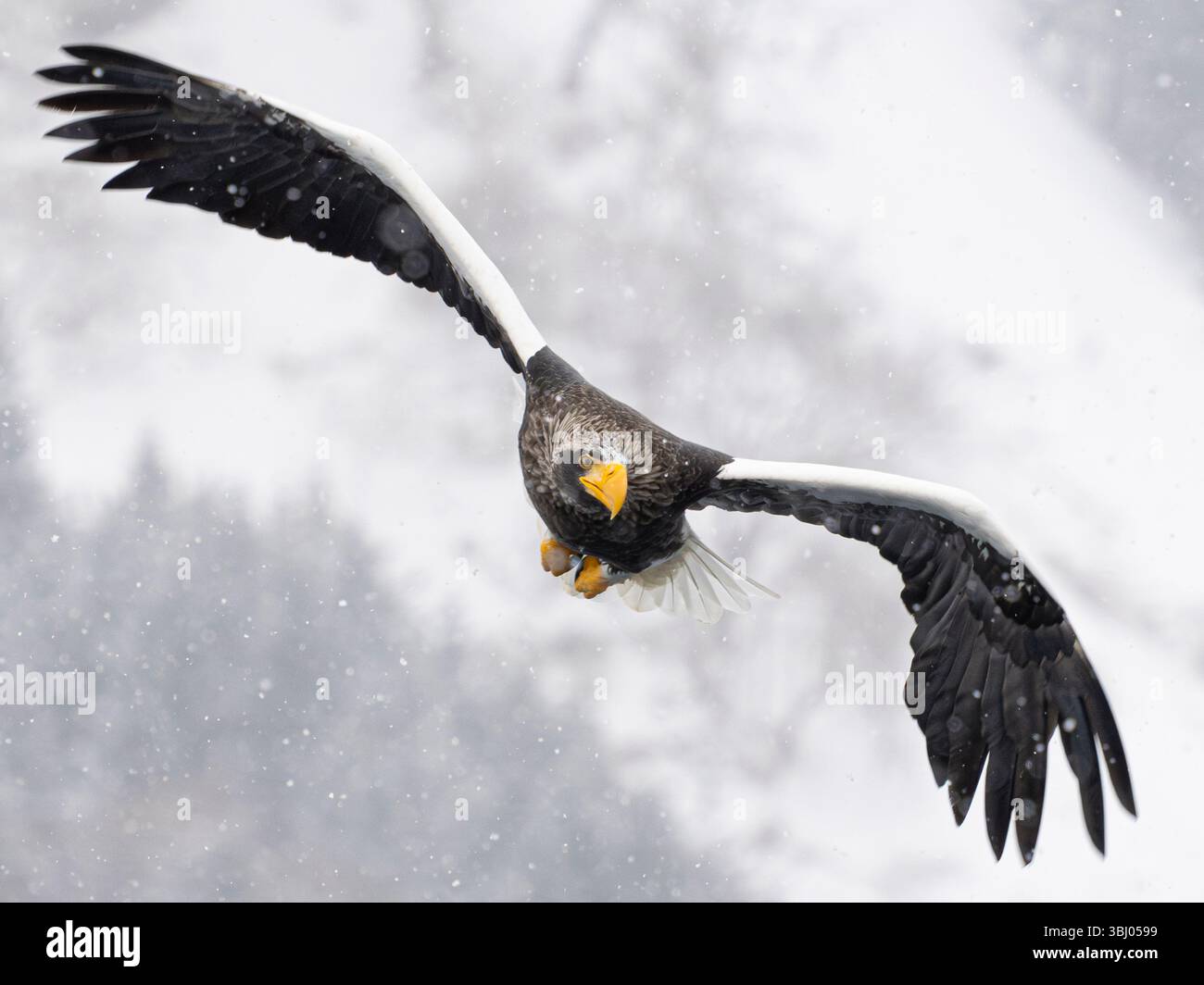 Steller's Seeadler (Haliaeetus pelagicus) im Flug, Rausu, Hokkaido, Japan Stockfoto