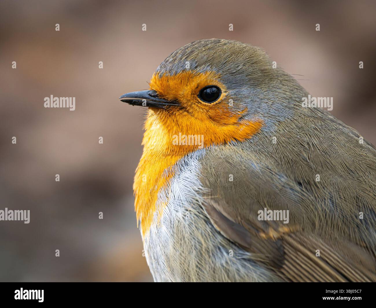 Nahaufnahme von Robin (Erithacus rubecula), Cheshire, England Stockfoto