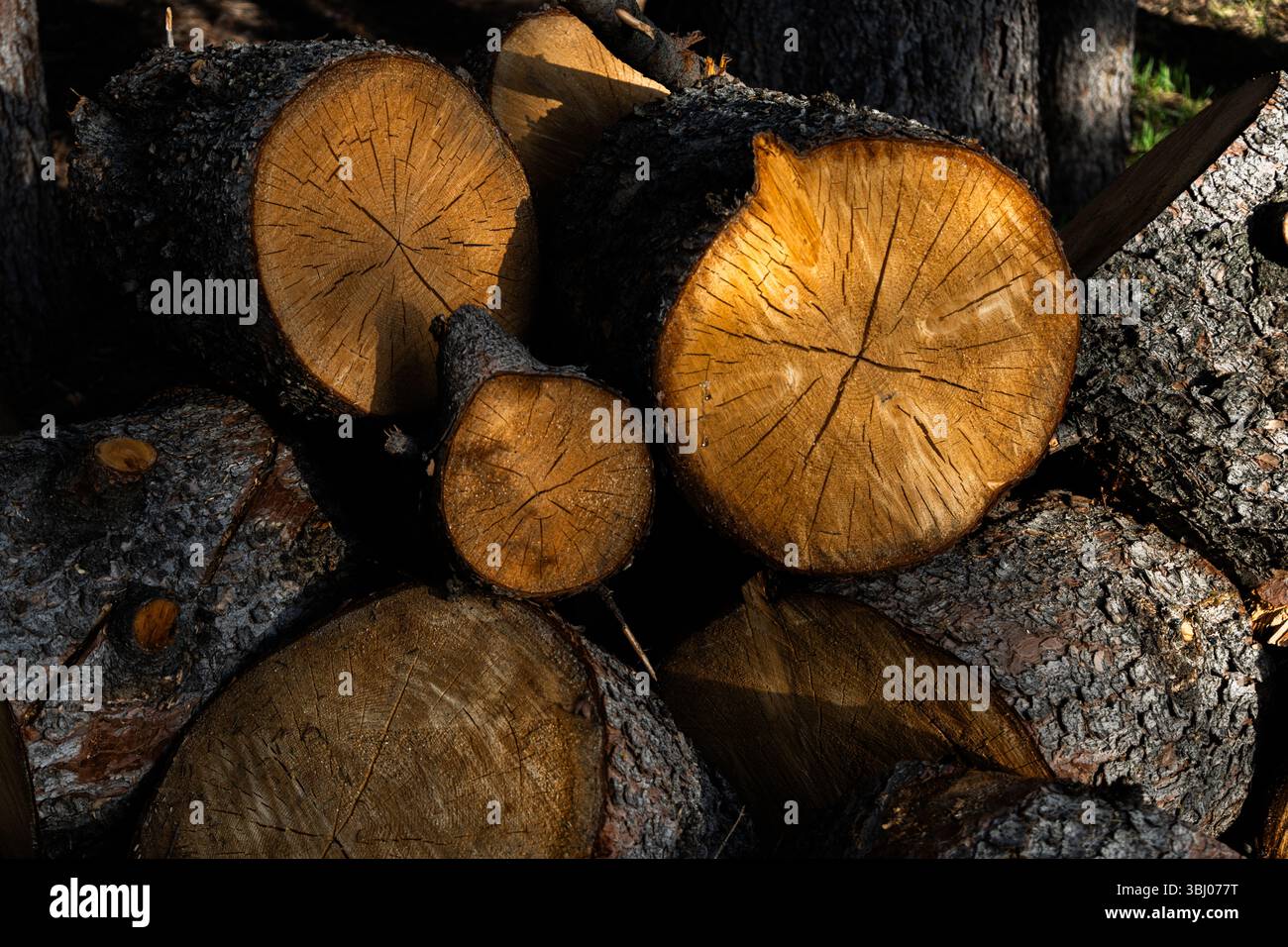 Schneiden Sie Baumstämme auf einem Stapel Stockfoto