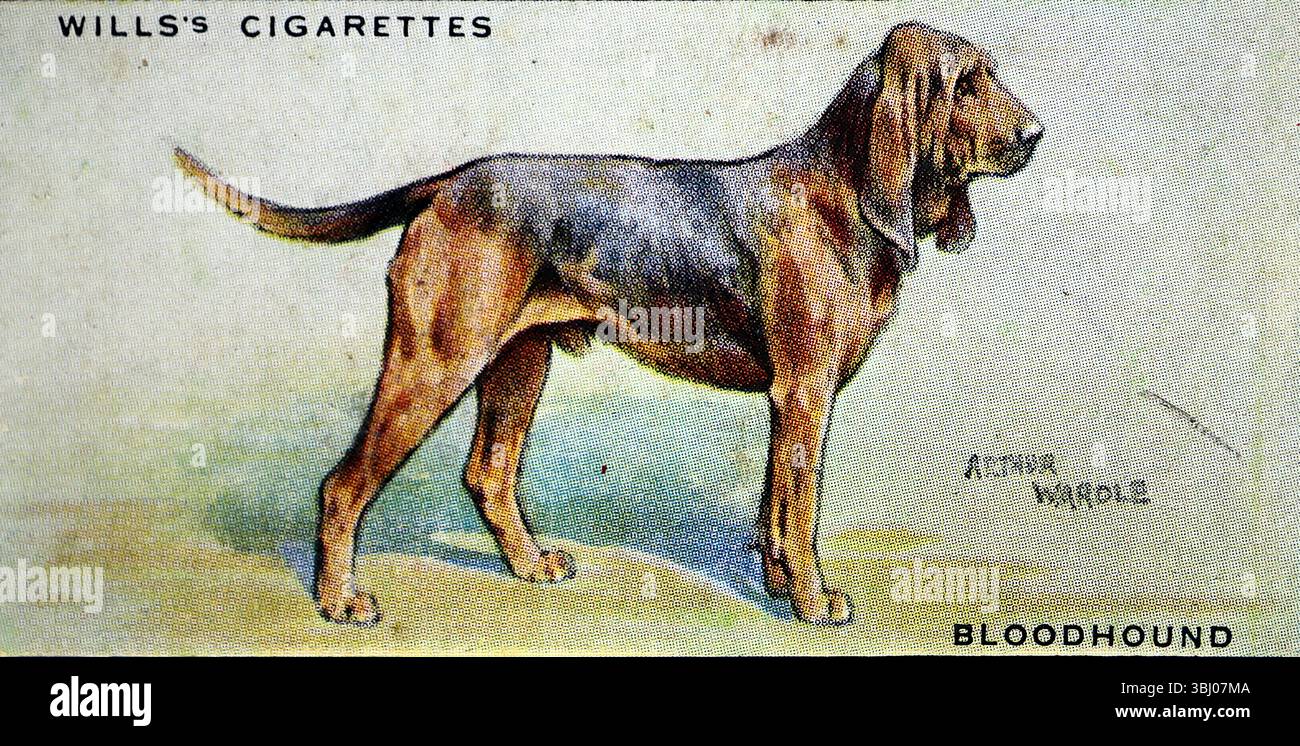 Bloodhound: Diese Rasse hat eine große Nase und Nasenlöcher, die ihr ...