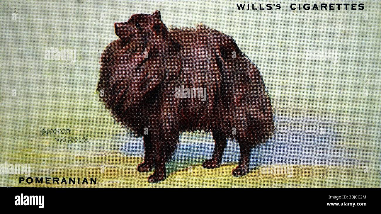 Pommern: Das durchschnittliche Gewicht dieser kleinen Hunde lag bei 5 kg – viele wogen sogar die Hälfte davon. Aus einer Serie von Zigarettenkarten über Hunde, die die Kunstfertigkeit von Arthur Wardle hervorheben. Karten wie diese wurden 1938 vom Tabakhersteller W. D. & H. O. Wills veröffentlicht und gehörten zu den Normen der damaligen Zeit. Stockfoto