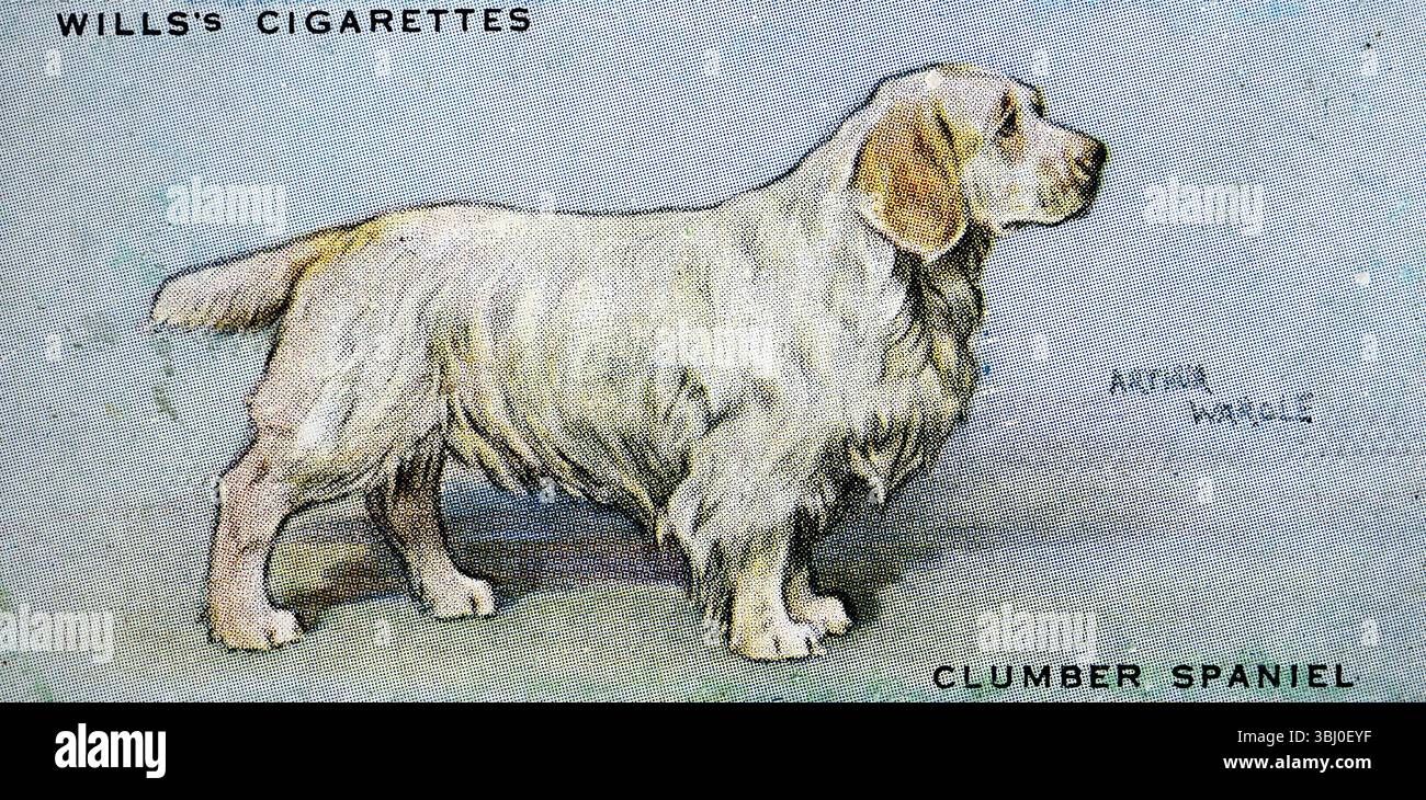 Clumber Spaniel: Ein Jagdhund, der ein Favorit des damals verstorbenen Königs George V. war, aus einer Serie von Zigarettenkarten über Hunde, die die Kunstfertigkeit von Arthur Wardle hervorhoben. Karten wie diese wurden 1938 vom Tabakhersteller W. D. & H. O. Wills veröffentlicht und gehörten zu den Normen der damaligen Zeit. Stockfoto