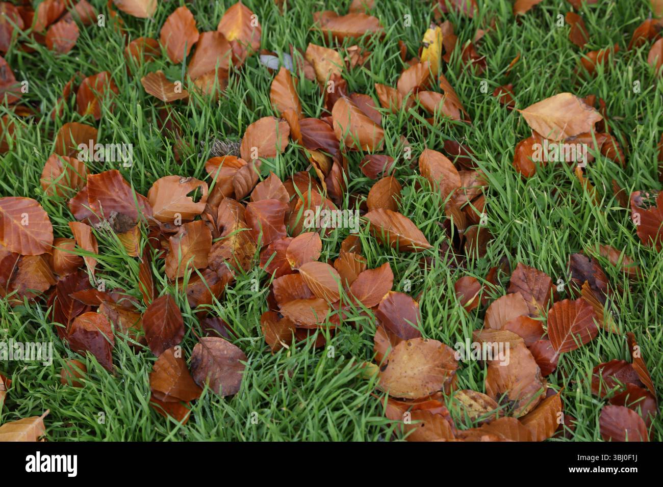 Im oktober geht der Herbst auf Gras Stockfoto
