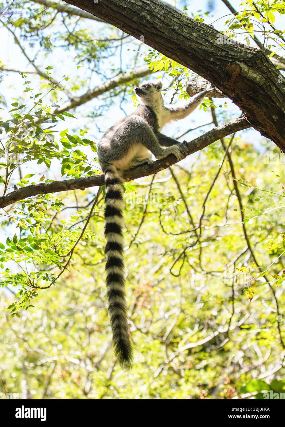 Ringschwanzlemur (Lemur catta), die auf einem Baum in ihrem natürlichen Lebensraum Madagaskar-Wald sitzt Stockfoto