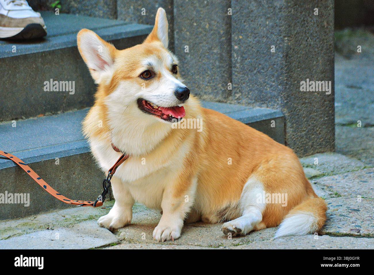 Entzückender Corgi-Hund Stockfoto