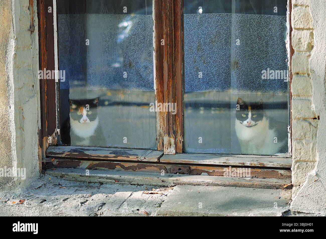 Zwei schwarz-weiße Katzen, die durch ein altes Fenster schauen Stockfoto