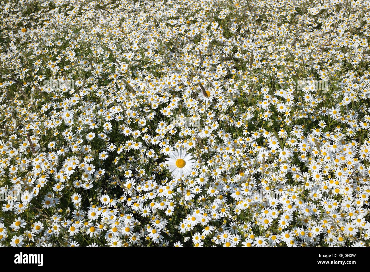 Feld der Gänseblümchen Stockfoto
