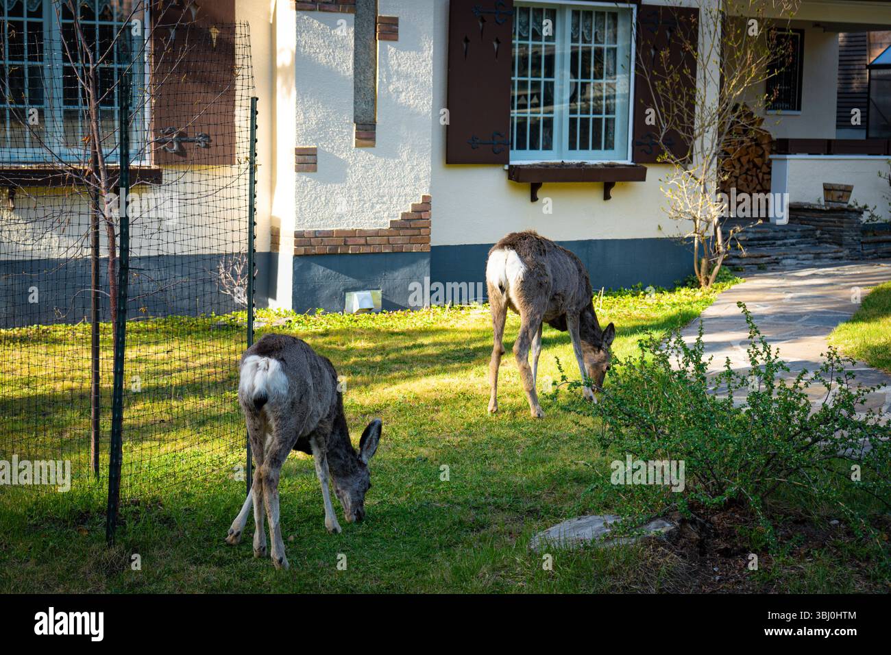 Weißwedelhirsche fressen Gras auf dem Wohnhof. Stadt Banff. Banff National Park, ab, Kanada. Stockfoto