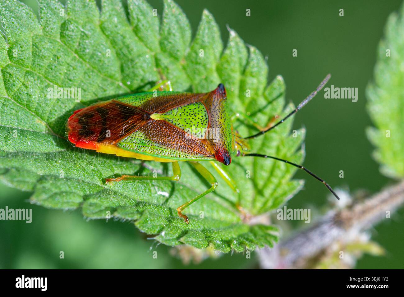 Weißdornschildbug (Acanthosoma haemorrhoidale), England, Vereinigtes Königreich Stockfoto