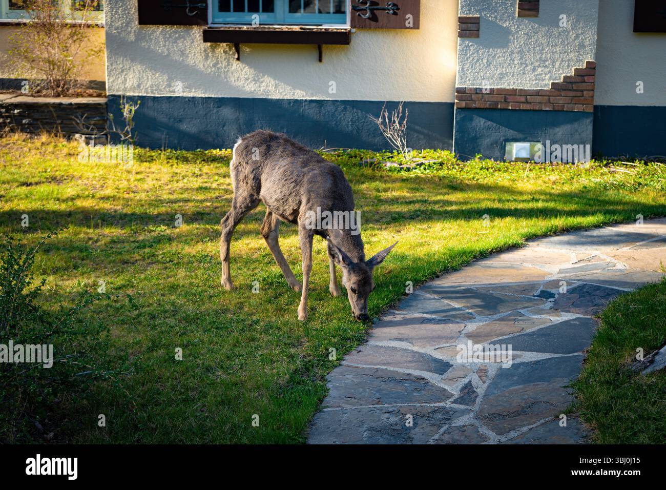 Weißwedelhirsche fressen Gras auf dem Wohnhof. Stadt Banff. Banff National Park, ab, Kanada. Stockfoto
