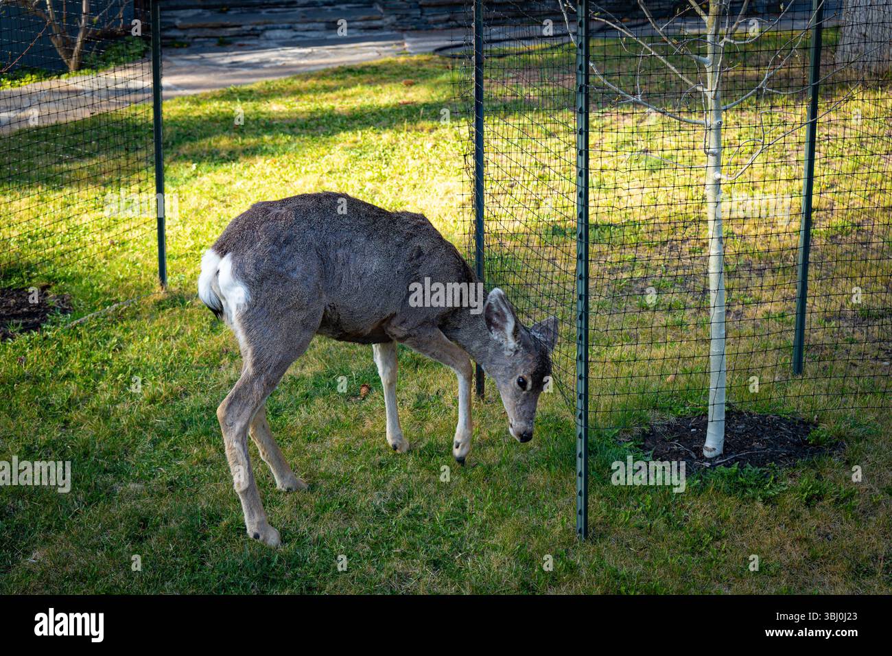 Weißwedelhirsche fressen Gras auf dem Wohnhof. Stadt Banff. Banff National Park, ab, Kanada. Stockfoto