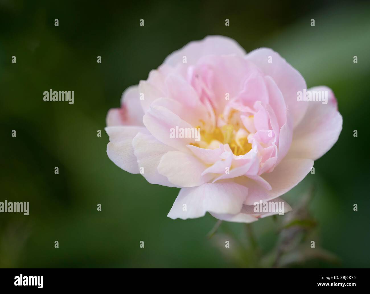 Eine einsame rosa und weiße Blume aus einer umherziehenden Rose Stockfoto