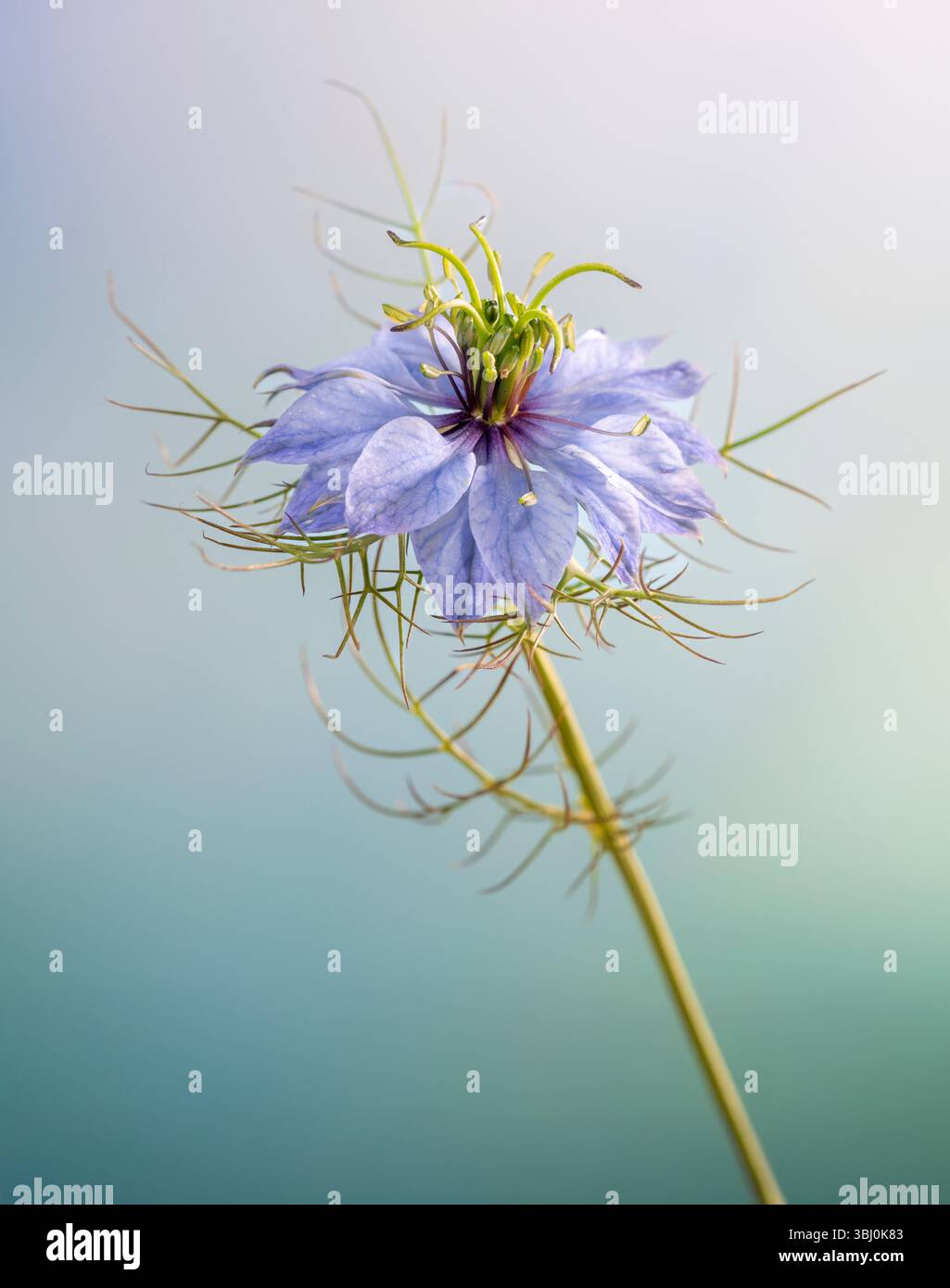 Eine wunderschöne, einsame Liebe-in-A-Nebel-Blume (auch bekannt als Nigella), fotografiert vor einem blauen Hintergrund Stockfoto