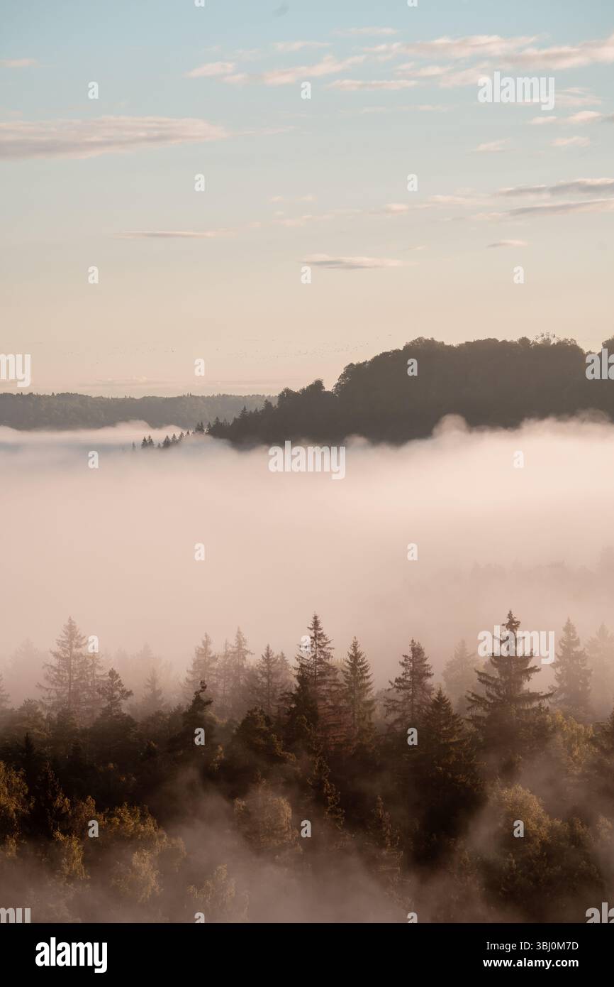 Morgennebel über dem Gauja-Tal in Sigulda Stockfoto