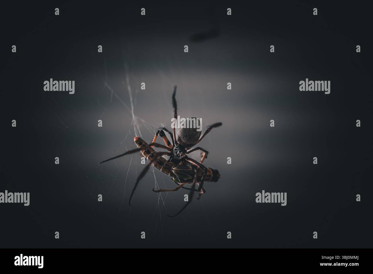 Die Spinne der Weberspinnen verschlingt ihre Beute Stockfoto