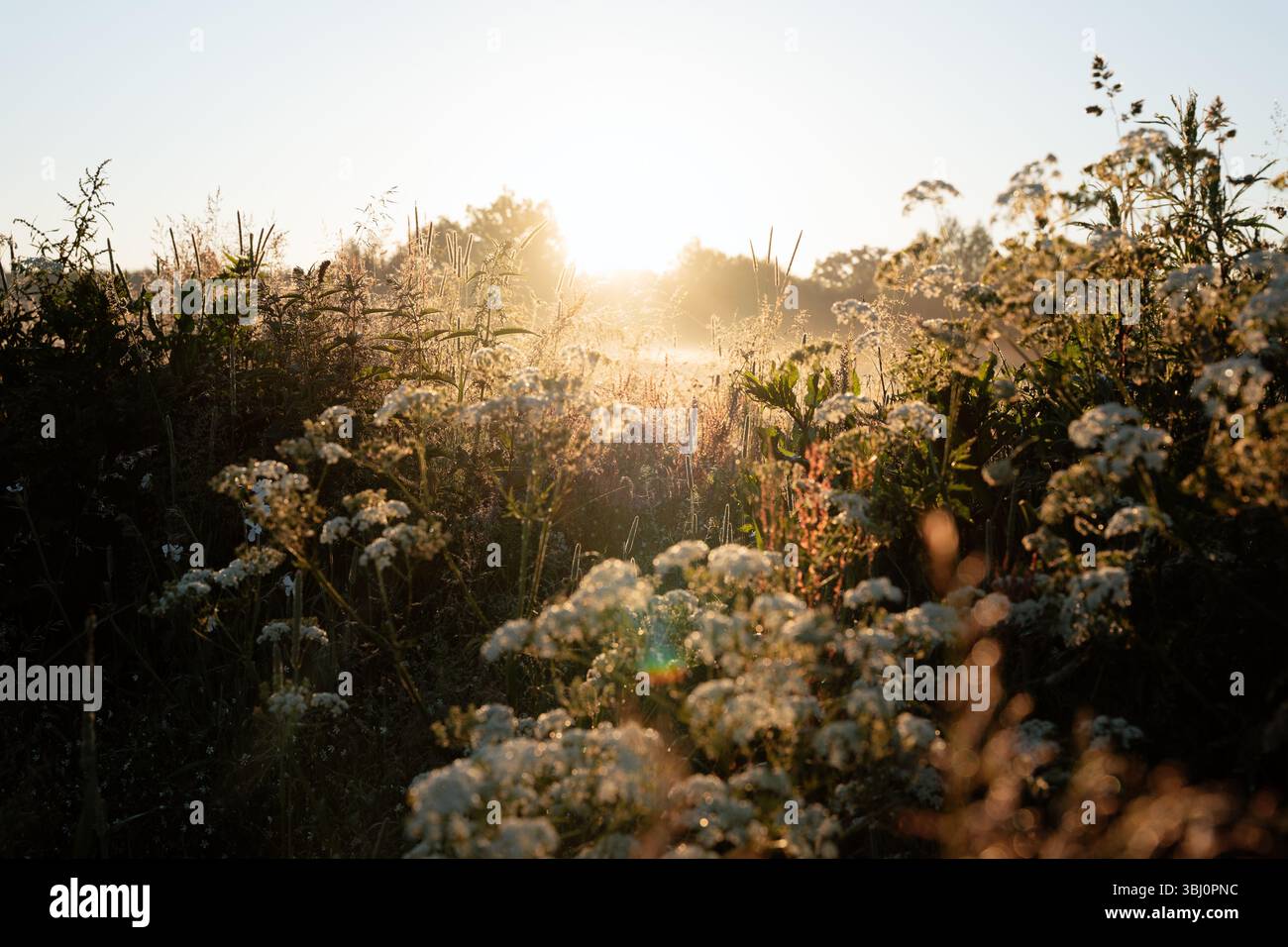 Sonnendurchflutete Wildblumenwiese im Nebel, traumhafter und ästhetischer Natur Hintergrund Stockfoto