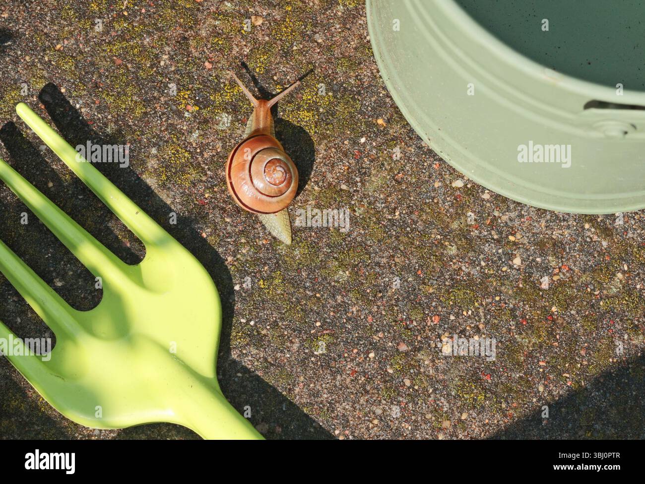 Die Schnecke kriecht auf der Gießkanne. Garten und Natur. Schädlinge und Werkzeuge. Stockfoto