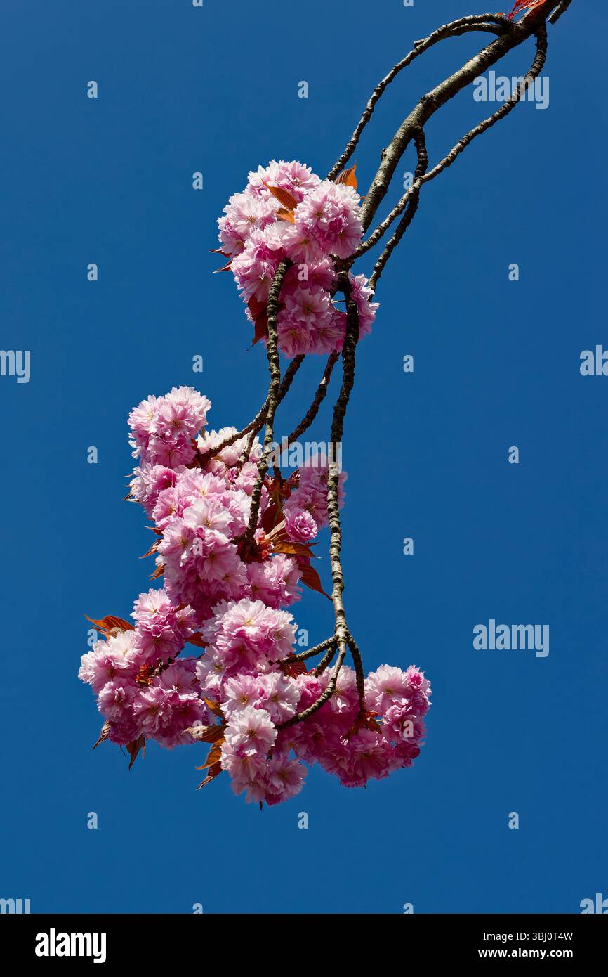 Rosa Blüte vor blauem Himmel in radcliffe Bury lancashire uk Stockfoto