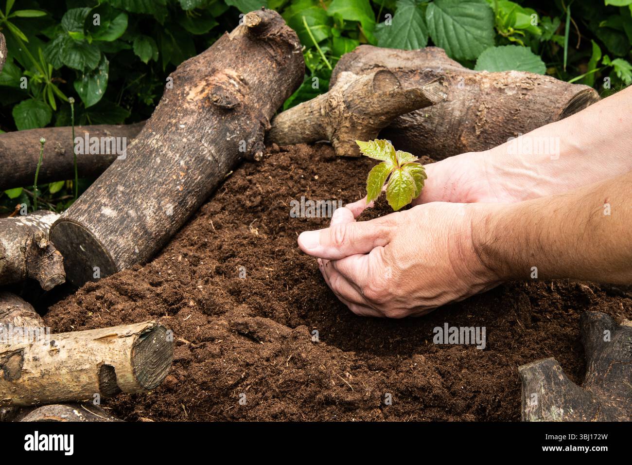 Nahaufnahme der Hände, die einen Sämling sanft über dem Boden halten, bereit zum Pflanzen – symbolisiert Wachstum, Pflege und eine Verbindung zur Natur. Stockfoto