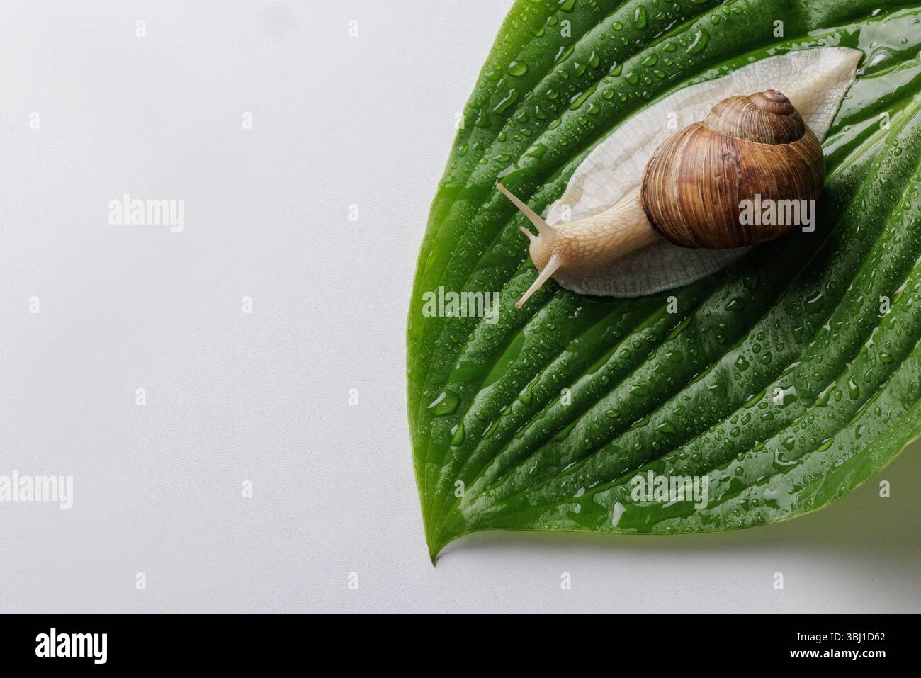 Nahaufnahme einer Gartenschnecke auf einem nassen grünen Blatt mit Tau auf weißem Hintergrund, die Textur, Klarheit und Stille in der Natur einfängt. Stockfoto
