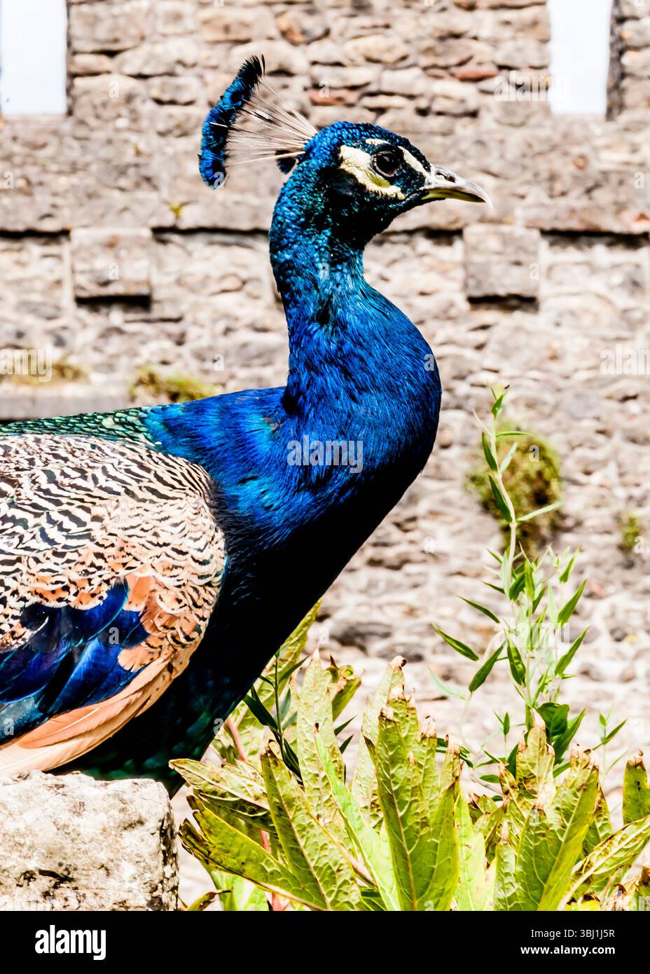 Eine Nahaufnahme eines Pfaus mit seinen leuchtenden blauen und grünen Federn, der vor einer Steinmauer steht. Stockfoto